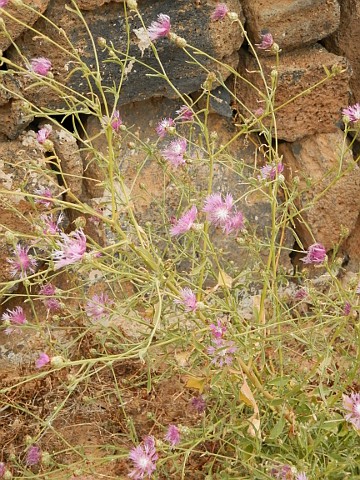 Centaurea diluta