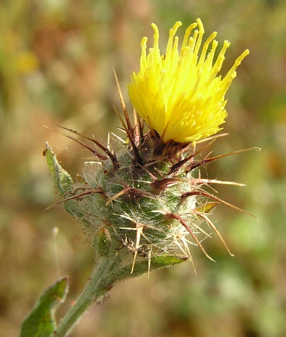 Centaurea melitensis