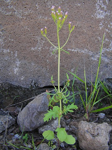 Centranthus
          calcitrapae