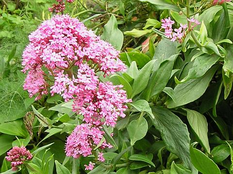 Centranthus ruber