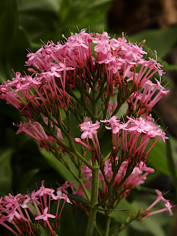 Centranthus
            ruber