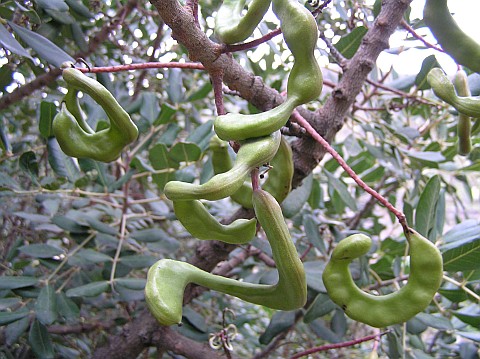 Frutos de Ceratonia siliqua