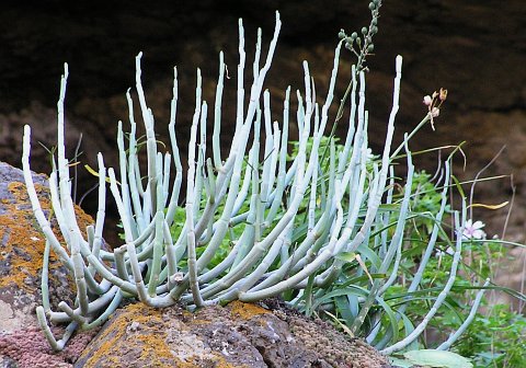 Ceropegia dichotoma