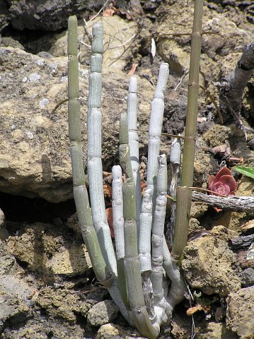 Ceropegia dichotoma (Ceropegia hians sensu Svent.)