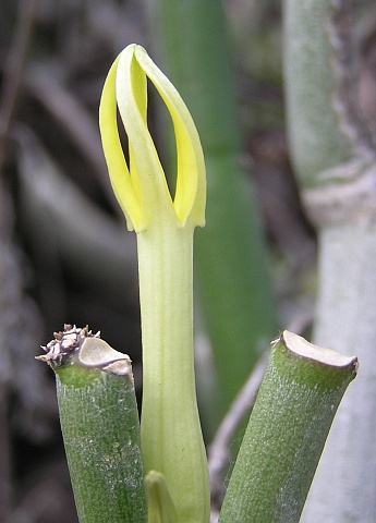 Flor de Ceropegia dichotoma