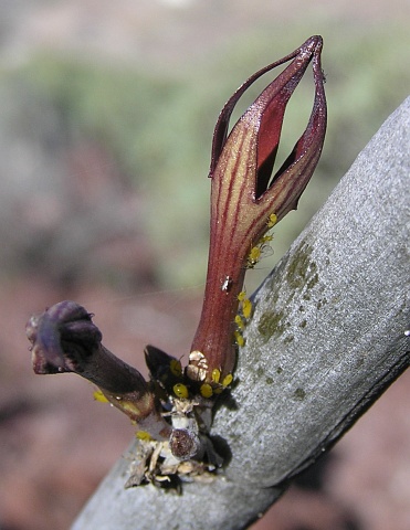 Flor de Ceropegia fusca