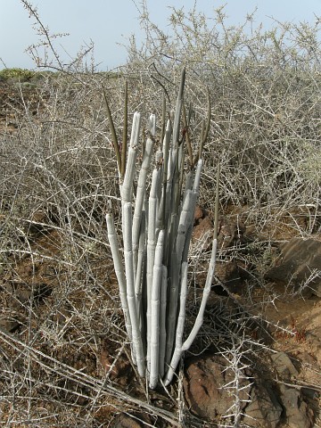 Ceropegia fusca