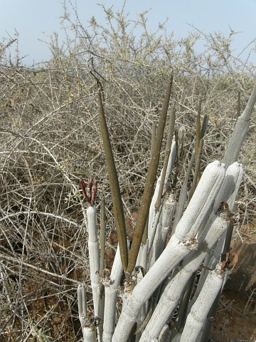 Ceropegia fusca