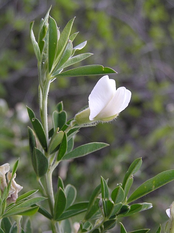 Chamaecytisus proliferus