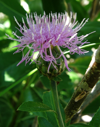 Cheirolophus arbutifolius