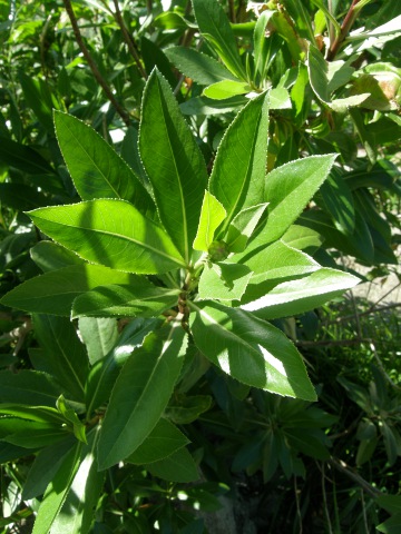 Cheirolophus arbutifolius