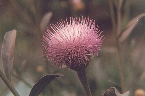Cheirolophus
          burchardii