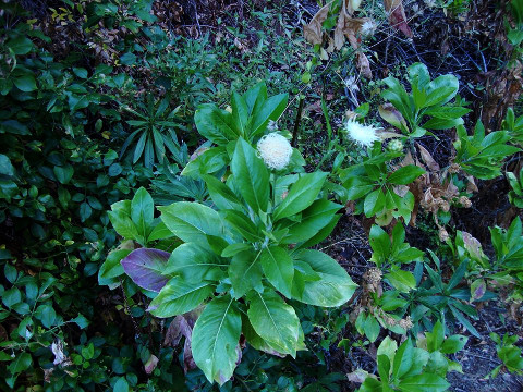 Cheirolophus
          sventenii