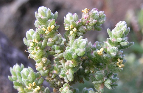 Chenoleoides tomentosa