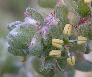 Chenoleoides tomentosa