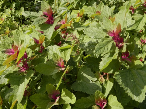 Chenopodium giganteum