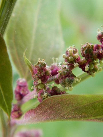 Chenopodium giganteum