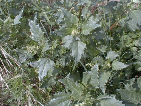Chenopodium murale