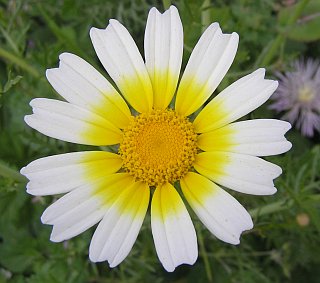 Glebionis coronaria