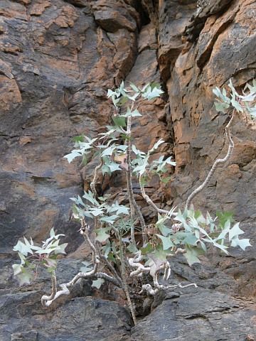 Crysoprenanthes pendula