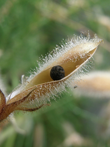 Cicer canariensis