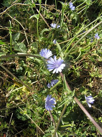 Cichorium endivia ssp.divaricatum