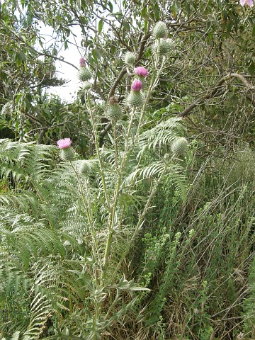 Cirsium vulgare