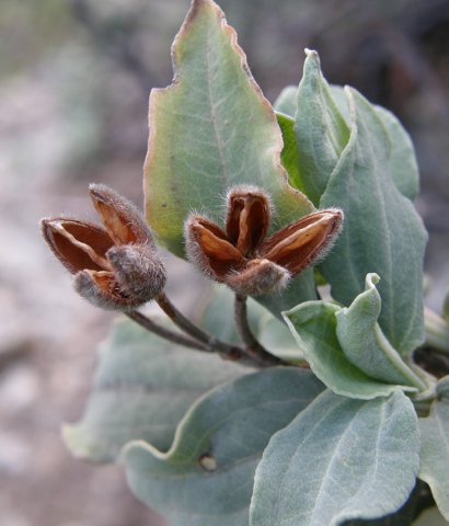 Cistus chinamadensis ssp.chinamadensis