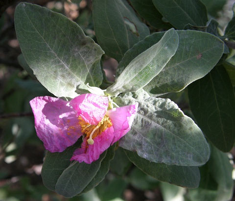 Cistus chinamadensis ssp.chinamadensis