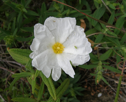 Cistus grancanariae