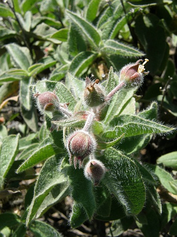 Cistus horrens