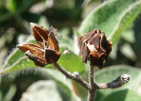 Cistus horrens