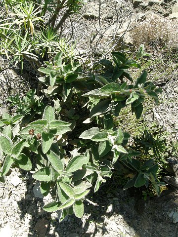 Cistus horrens