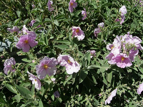 Cistus ocreatus