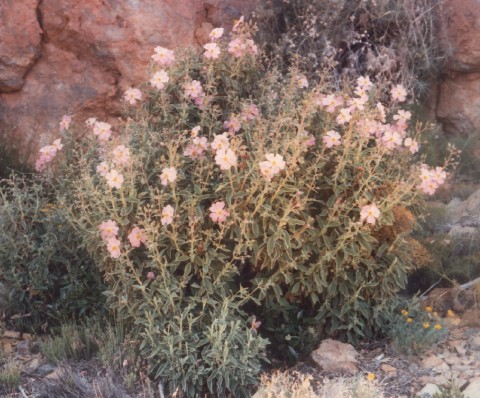 Cistus osbackiaefolius