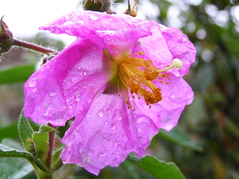 Flor de Cistus symphytifolius