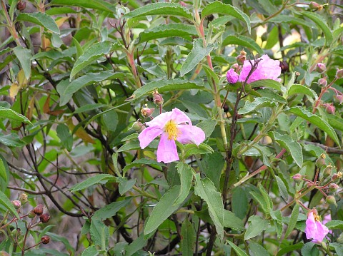 Cistus symphytifolius