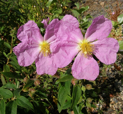 Cistus symphytifolius