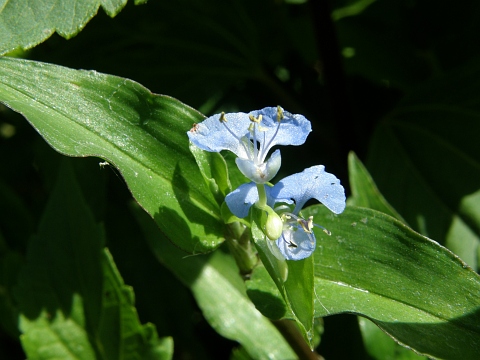 Commelina diffusa