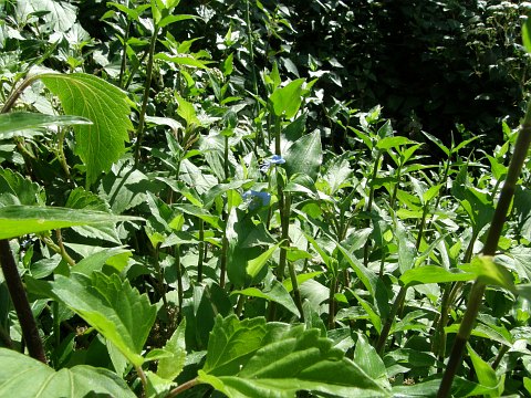 Commelina diffusa