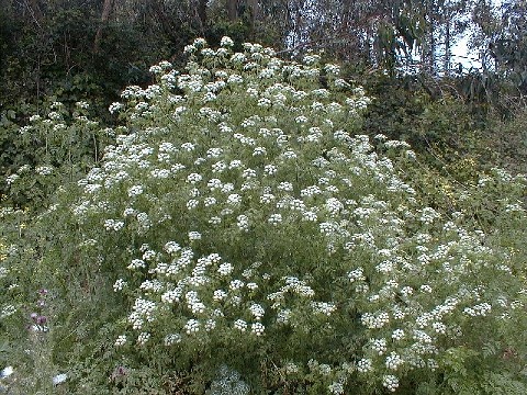 Conium maculatum