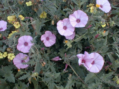 Convolvulus althaeoides