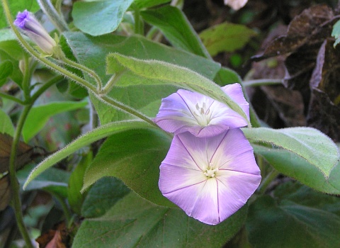 Convolvulus canariensis