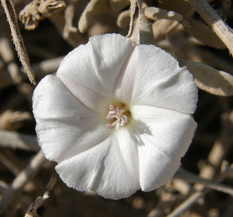 Flor de Convolvulus caput-medusae