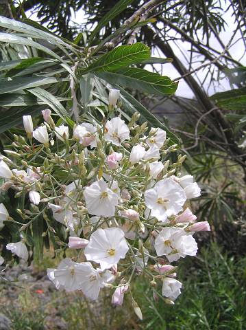 Convolvulus floridus