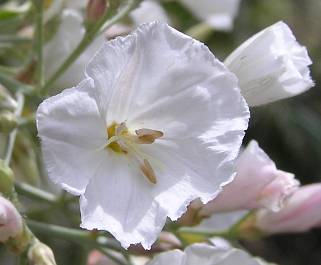 Convolvulus floridus