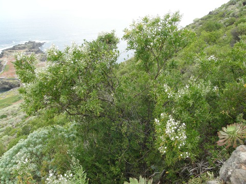 Convolvulus floridus