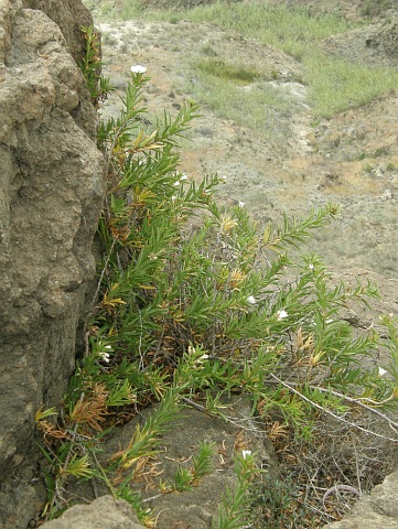 Convolvulus glandulosus