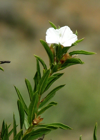 Flor de Convolvulus glandulosus