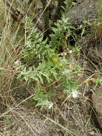 Convolvulus perraudieri